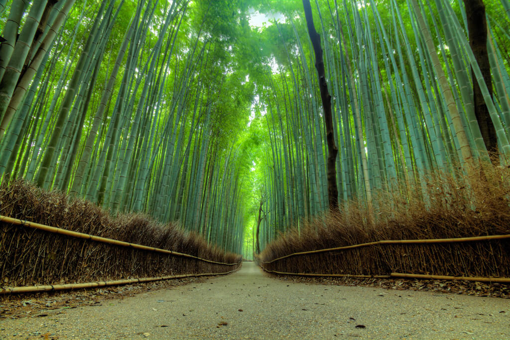 Bamboo forest